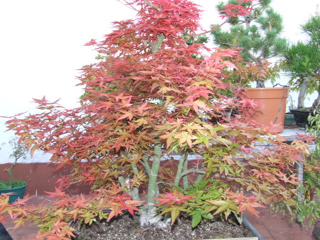 athrun-acer palmatum deshojo-jaco DSCF0629