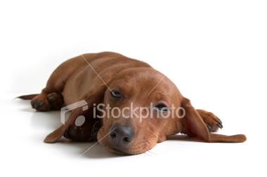 Mansão Smith - Página 3 Ist2_353076-isolated-mini-daschund-