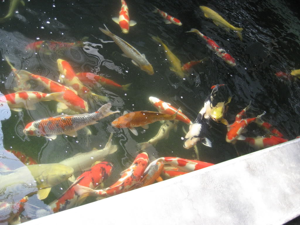 Japan koi dealer visit 011