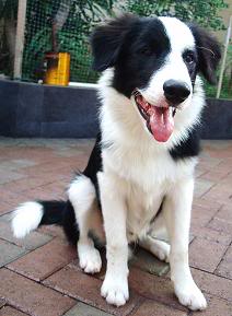 Border Collie (Granični škotski ovčar) Troy