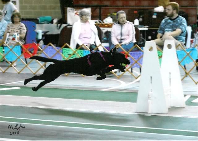 Jubilee's Professional Flyball shots... 001