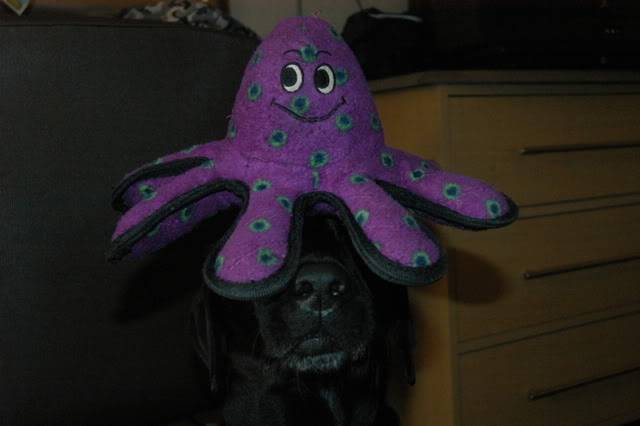 OMG Jubilee had a run-in with an OCTOPUS! Picture091