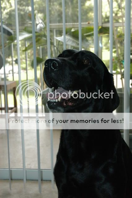 New Foster 3 year old lab BM Picture006