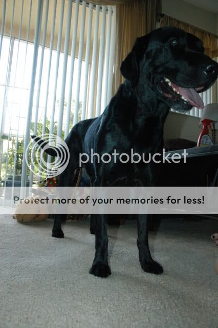 New Foster 3 year old lab BM Picture019