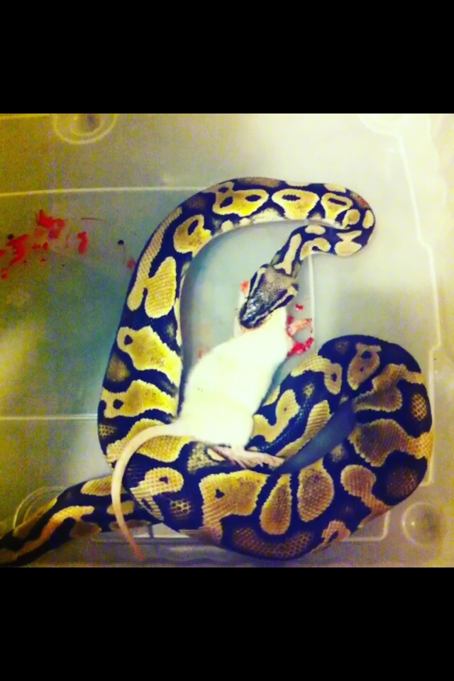 Pastel and spider ball pythons for sale AC3C81E1-6380-4DDF-858B-B10A92B949CD_zpsnxiq8gd6