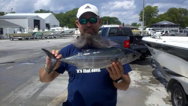 Bonito at New River Inlet Bonito4-18-12