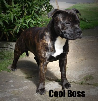 A few piccies of Kane CoolBoss