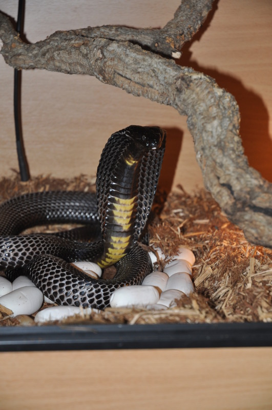 Pakistan black cobra (Naja naja) breeding. DSC_0625