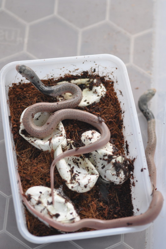 Pakistan black cobra (Naja naja) breeding. DSC_0721