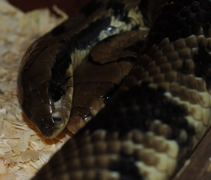 Hydrodynastes gigas Pair