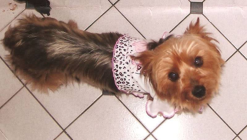 Lost/Stolen Tiny Yorkie Midge Midge2