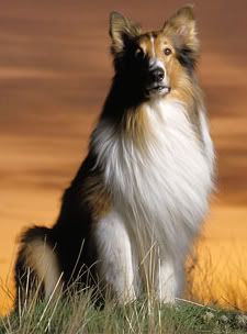 films et series - Page 6 Lassie