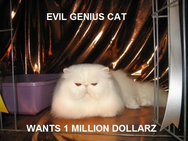 LOLCATS awesomeness EVILGENIUSCAT