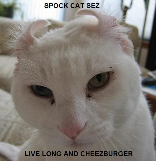 LOLCATS awesomeness SPOCKCAT