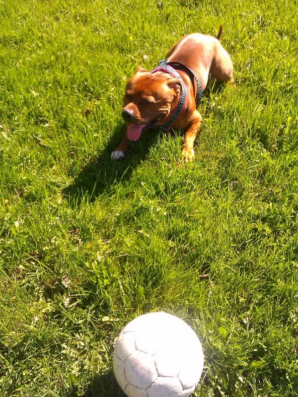 Romping on the grass IMG_20130515_160735_zps320354f8