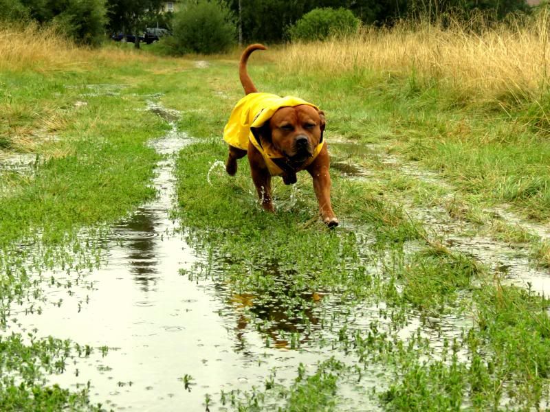 Lets go Romeo'ing in the rain :D IMG_2292_zps83faf044