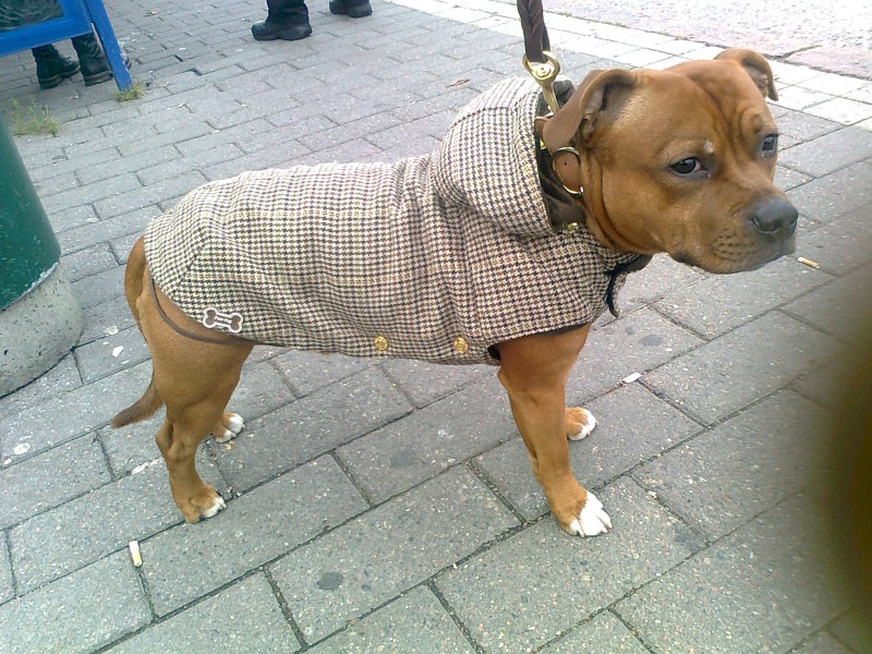 staffy dog coats