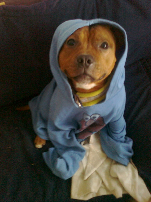 staffie in clothes  - Page 2 Photo0064