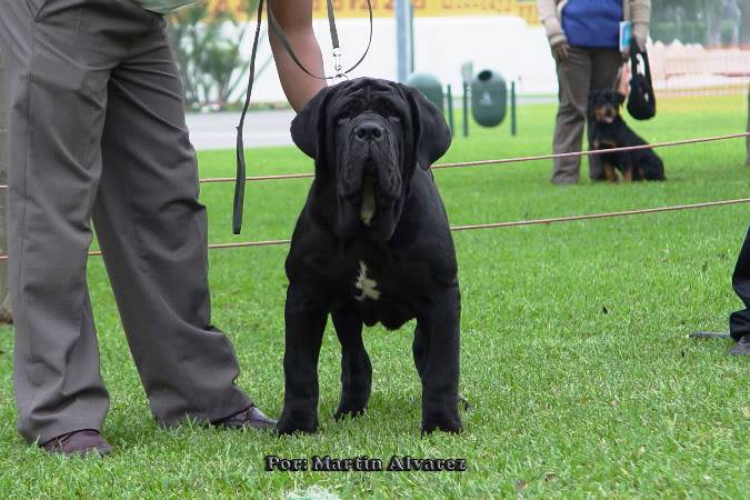 ESPECIALIZADA DE MASTIN NAPOLITANO 2010  todo un exito  (FOTOS) DSC09045