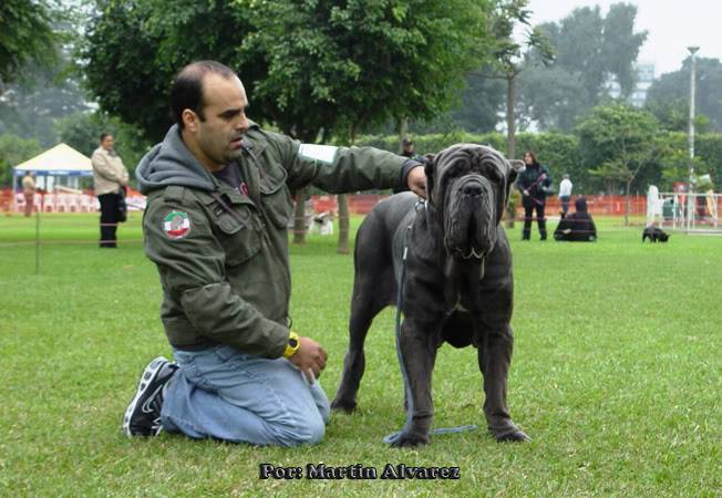 ESPECIALIZADA DE MASTIN NAPOLITANO 2010  todo un exito  (FOTOS) DSC09097