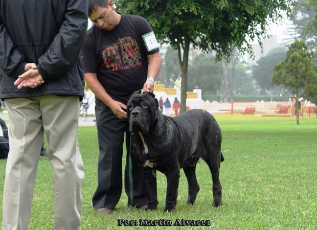 ESPECIALIZADA DE MASTIN NAPOLITANO 2010  todo un exito  (FOTOS) DSC09106