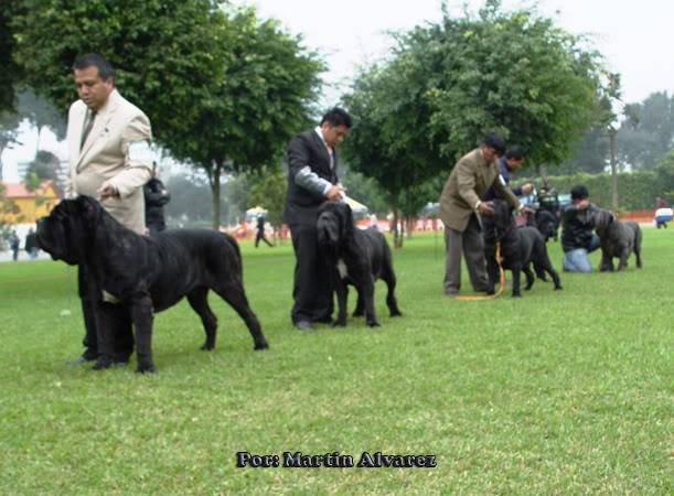 ESPECIALIZADA DE MASTIN NAPOLITANO 2010  todo un exito  (FOTOS) DSC09112