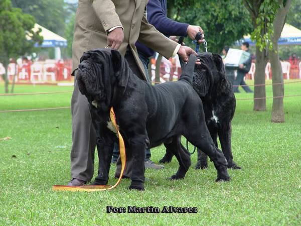 ESPECIALIZADA DE MASTIN NAPOLITANO 2010  todo un exito  (FOTOS) DSC09113