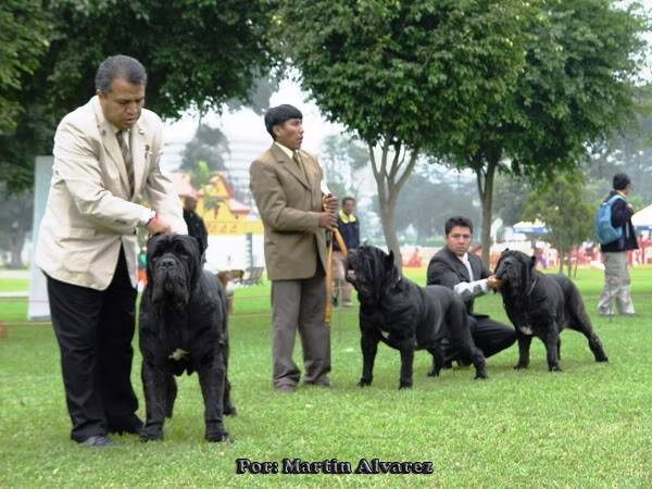 ESPECIALIZADA DE MASTIN NAPOLITANO 2010  todo un exito  (FOTOS) DSC09152