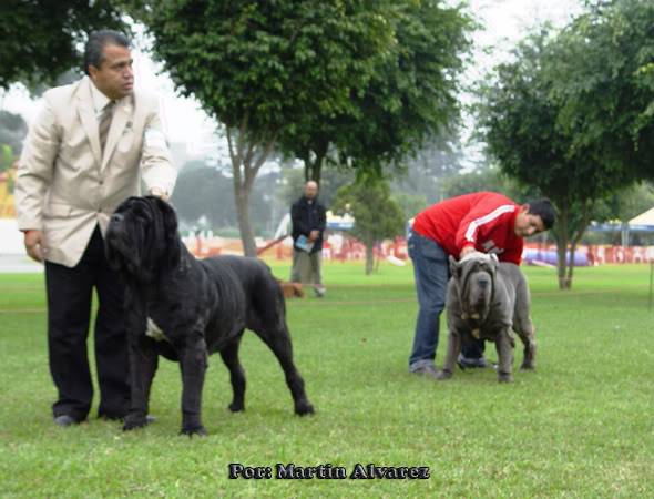 ESPECIALIZADA DE MASTIN NAPOLITANO 2010  todo un exito  (FOTOS) DSC09170