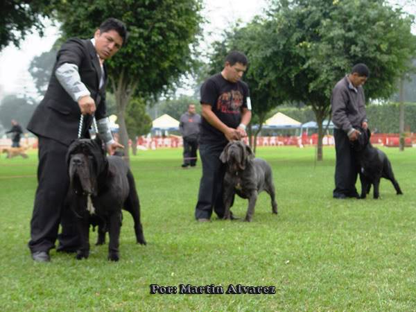 ESPECIALIZADA DE MASTIN NAPOLITANO 2010  todo un exito  (FOTOS) DSC09185