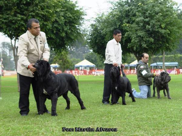 ESPECIALIZADA DE MASTIN NAPOLITANO 2010  todo un exito  (FOTOS) DSC09202