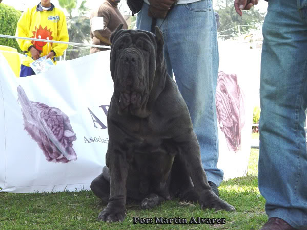 6 to Mach Peruano del Mastino Napoletano. (Juzgamiento Filippo Carrassi - Venezuela) DSC05383