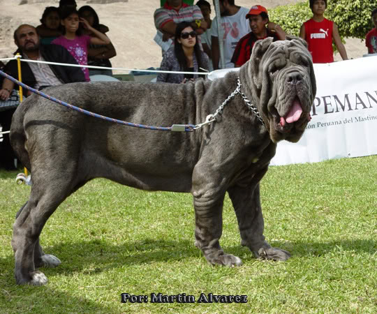 6 to Mach Peruano del Mastino Napoletano. (Juzgamiento Filippo Carrassi - Venezuela) DSC05411