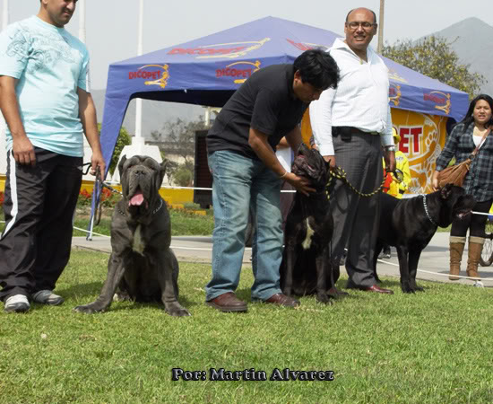 6 to Mach Peruano del Mastino Napoletano. (Juzgamiento Filippo Carrassi - Venezuela) DSC05419