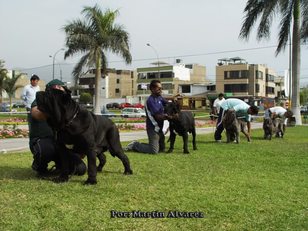 6 to Mach Peruano del Mastino Napoletano. (Juzgamiento Filippo Carrassi - Venezuela) DSC05519