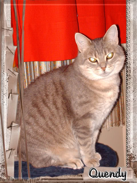 Concours MISS CHATS SPA Saverne 2008 QuendydeVincent