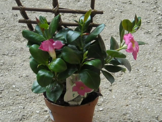 Dipladenia i mandevilla Picture011-2