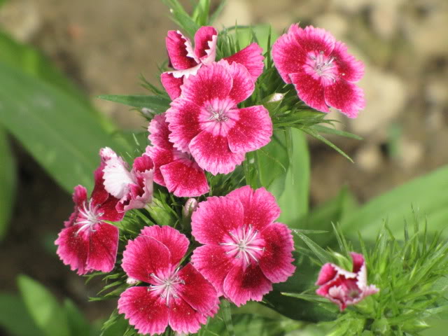 Turski karanfil - Dianthus barbatus Picture053-2