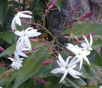 Jasminum nitidum Jasminumnitidum