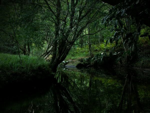 Dark Forest / Тъмната гора Dark_Forest_by_SimpLe_MeloDy