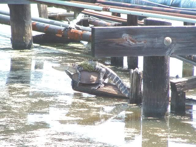 Skandal Perselingkuhan yang menggemparkan Kalimantan Buayadarat