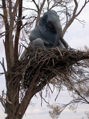 Gajah nyangkut di pohon Cid__2_0B6F59100B6F482C002F023E4725