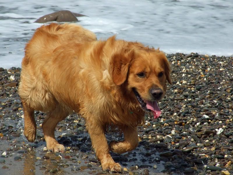 Dudley (dog) on holiday DSCF8040