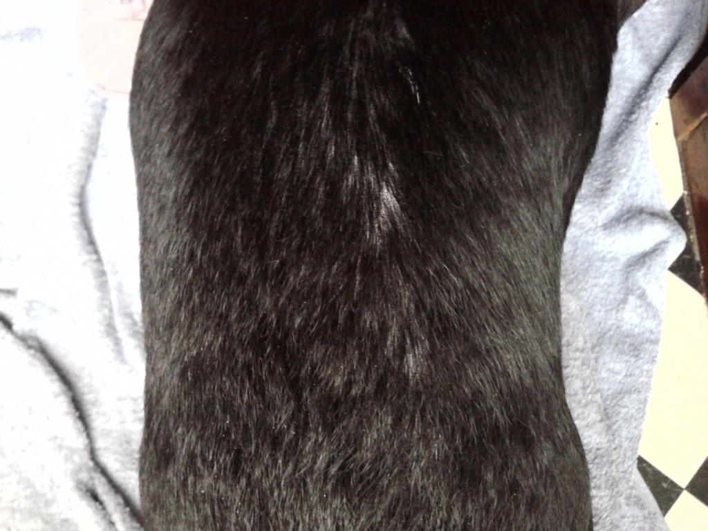 Thinning fur on her back with pics ..... 2012-12-19120048