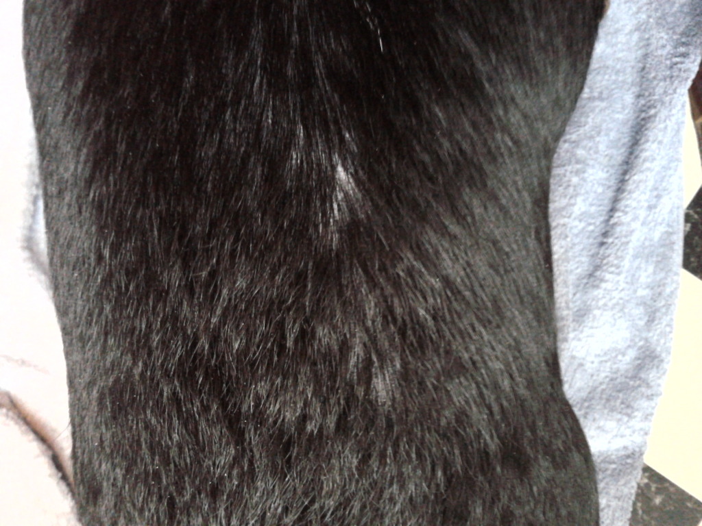 Thinning fur on her back with pics ..... 2012-12-19120127