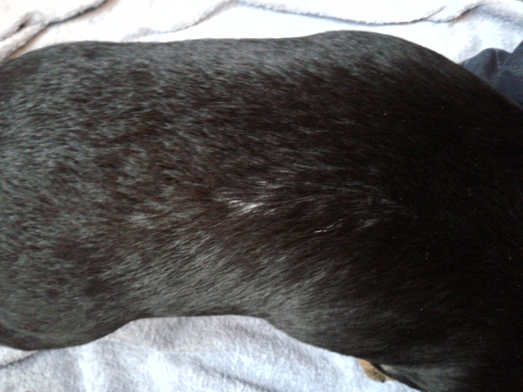 Thinning fur on her back with pics ..... 2012-12-19120136