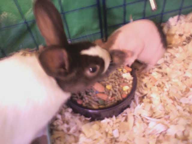 Well... I guess I have a rabbit now. 0711090308a