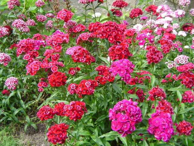 Turski karanfil - Dianthus barbatus DSC06332