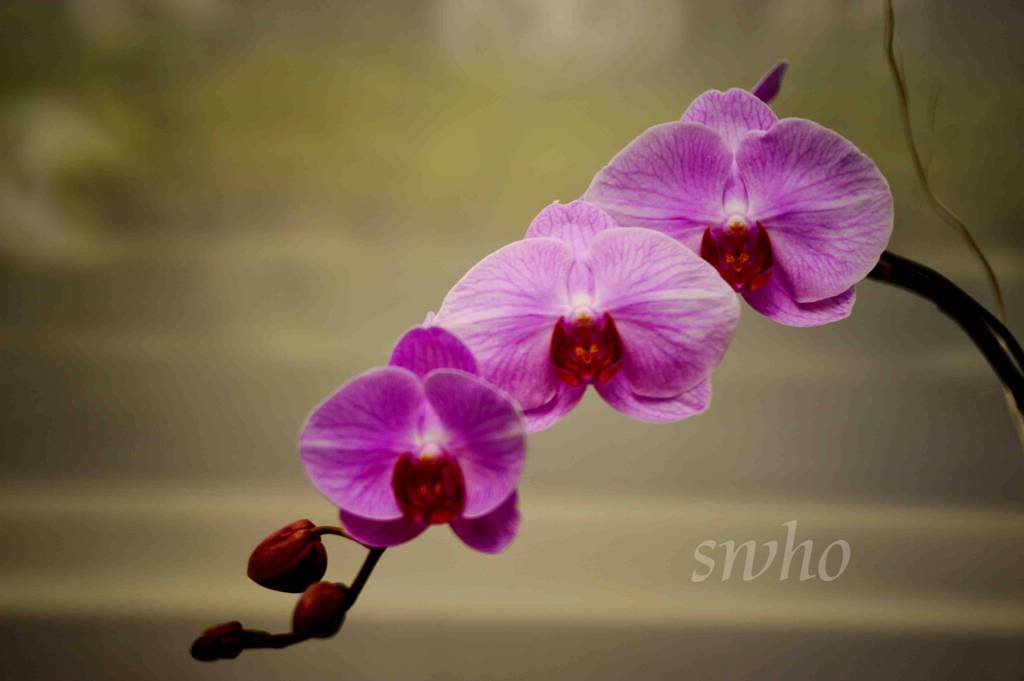 Genting Orchid Farm SWH_1187