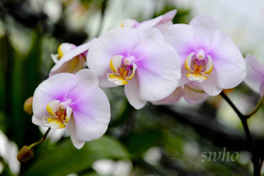 Genting Orchid Farm SWH_1213